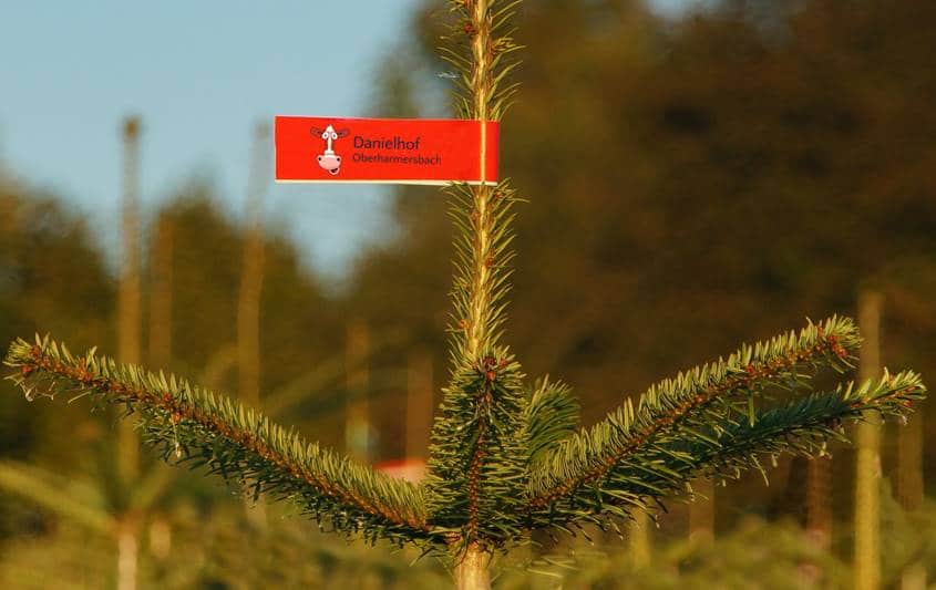 Gekennzeichneter Weihnachtsbaum