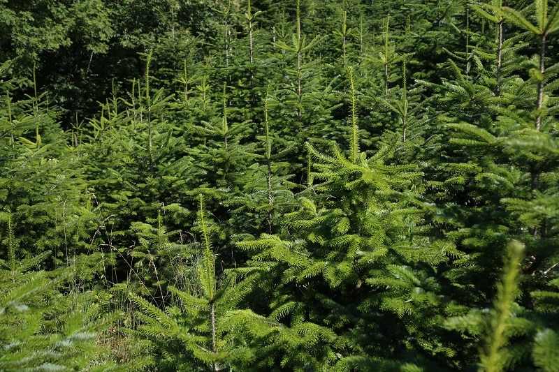 Tannenbaumplantage